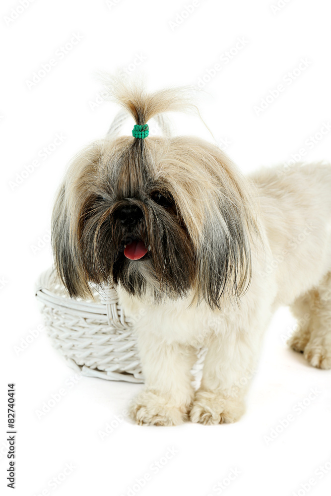 Cute Shih Tzu near wicker baslet isolated on white Cute Shih Tzu near wicker baslet isolated on white