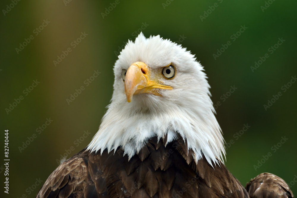 Fototapeta premium The Bald Eagle (Haliaeetus leucocephalus) portrait