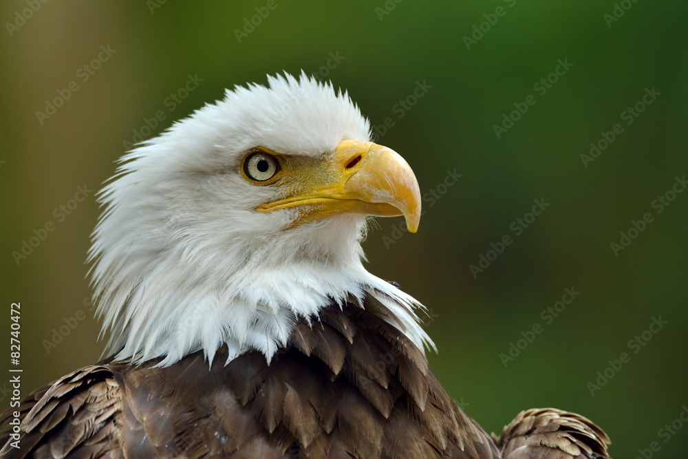 Fototapeta premium The Bald Eagle (Haliaeetus leucocephalus) portrait
