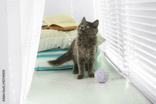 Cute gray kitten on windowsill at home