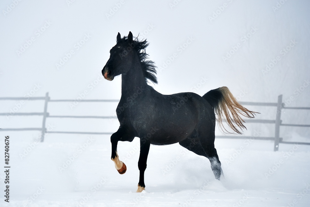 Beautiful horse running in winter