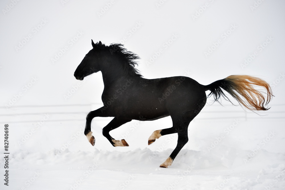 Beautiful horse running in winter Beautiful horse running in winter