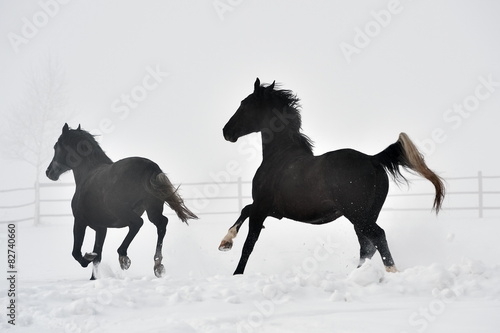 Beautiful horse running in winter