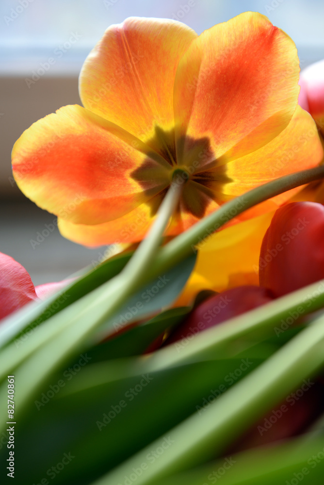 Naklejka premium Closeup of beautiful colorful tulips