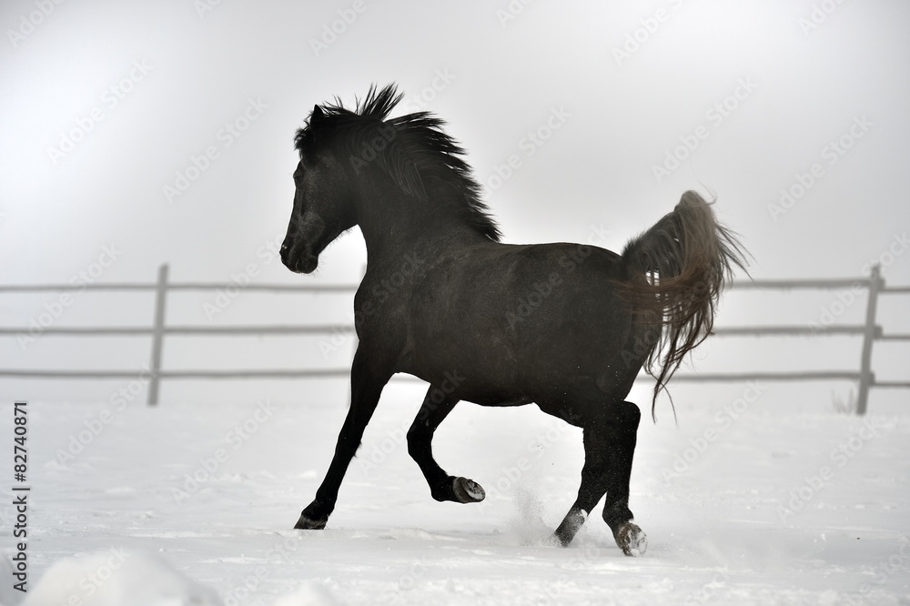 Obraz premium Beautiful horse running in winter