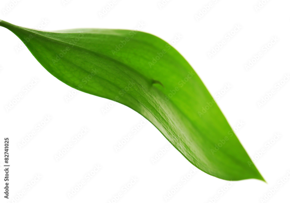 Green leaf isolated on white Green leaf isolated on white
