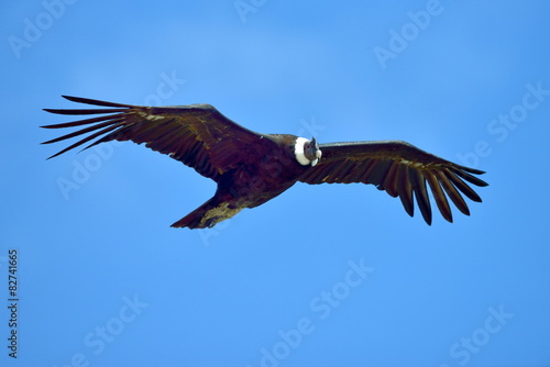 Andean Condor  Vultur gryphus  flying