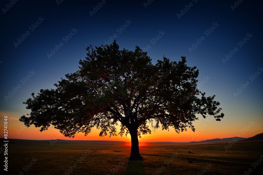 Fototapeta premium lonely tree on field at dawn