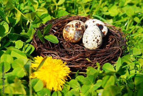 Nest with bird eggs over green bush background