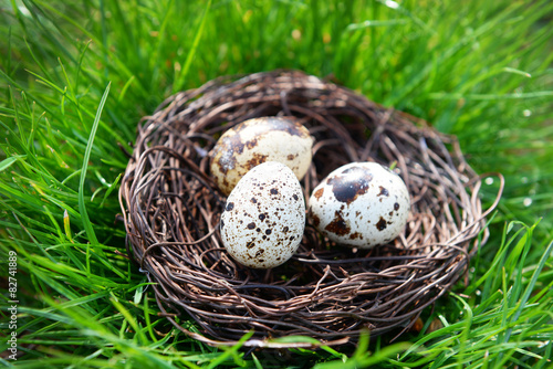 Nest with bird eggs over green grass background