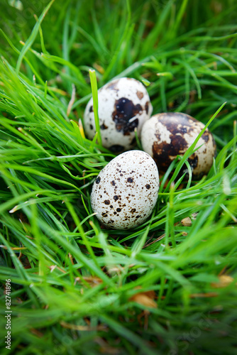 Bird eggs over green grass background