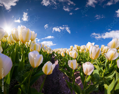 Fototapeta Naklejka Na Ścianę i Meble -  Springtime pink tulips blossom on the Netherlands farm.