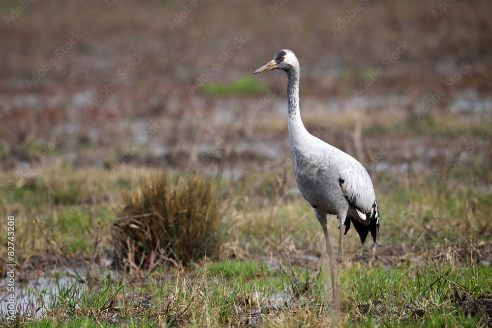 common crane in natural habitat (grus grus) common crane in natural habitat (grus grus)
