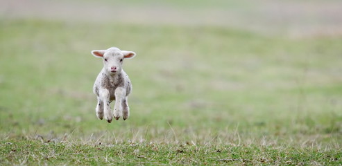 Ingelijste posters Schaap Lammetjes in voorjaarsweide  © bereta