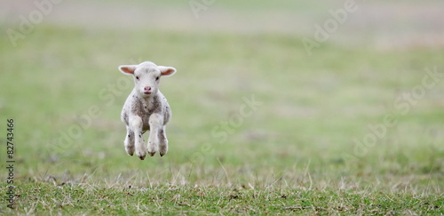 Canvas Print cute lambs on field in spring