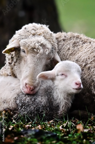 cute lambs on field in spring photo