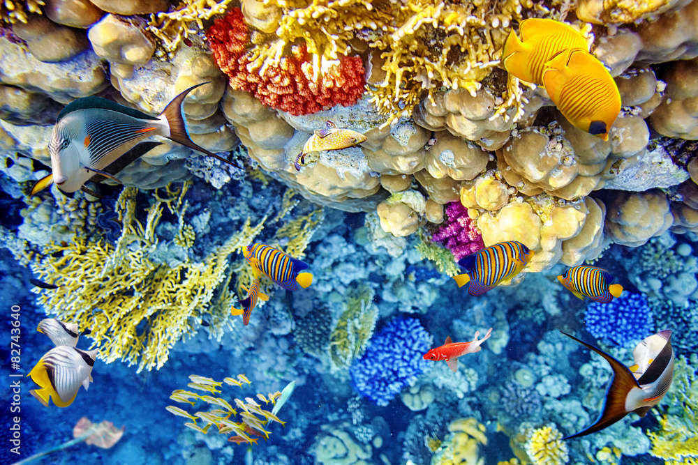 Fototapeta Podwodny świat z koralowcami i tropikalną rybą.