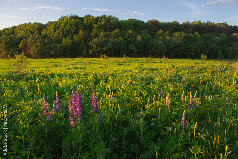 sunset light in green grass in summer field sunset light in green grass in summer field