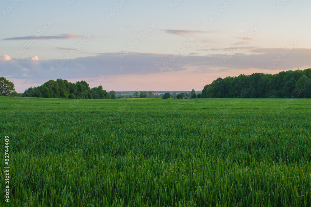 sunset light in green grass in summer field