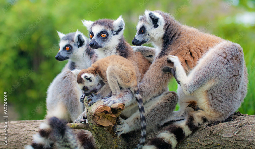 Fototapeta premium Lemury z Madagaskaru