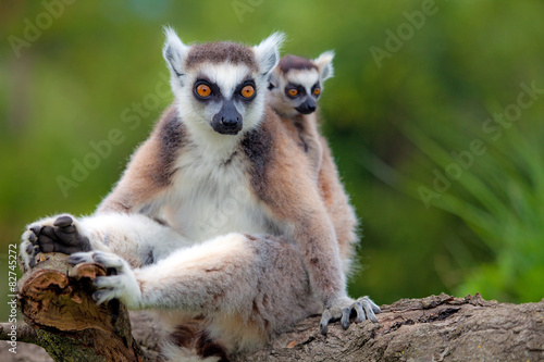 Lemuri del Madagascar photo