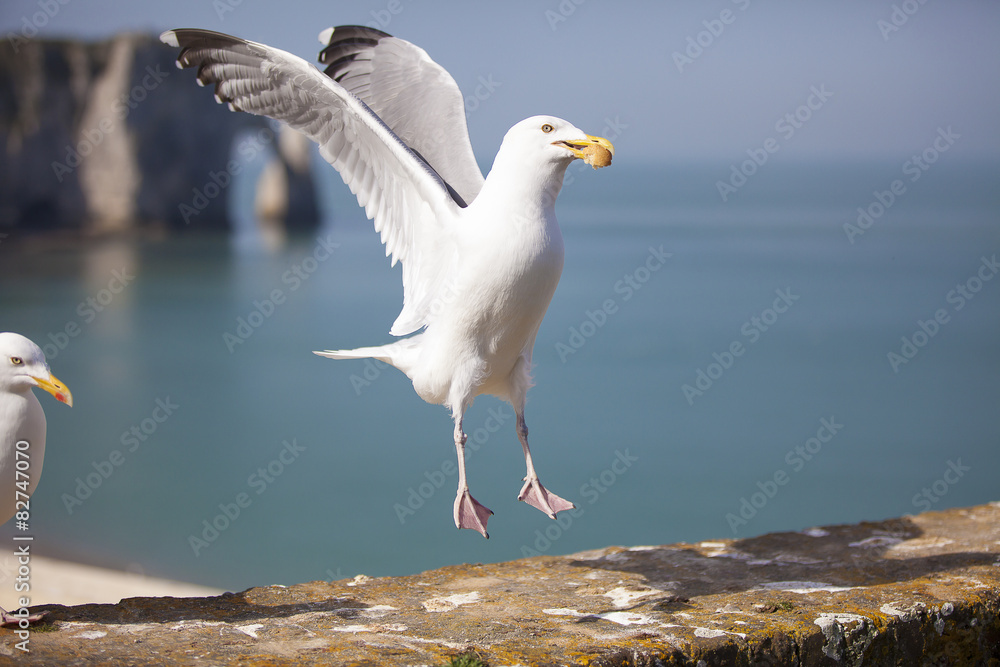 Fototapeta premium Goéland en action