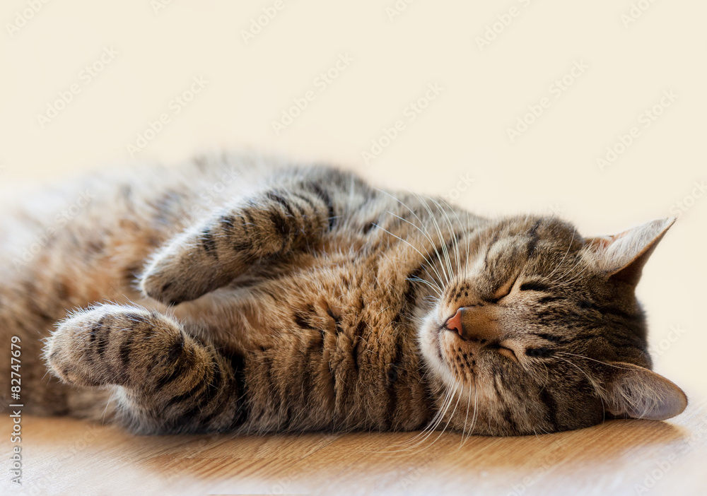 Why Has My Cat Started Sleeping On The Floor Viewfloor.co