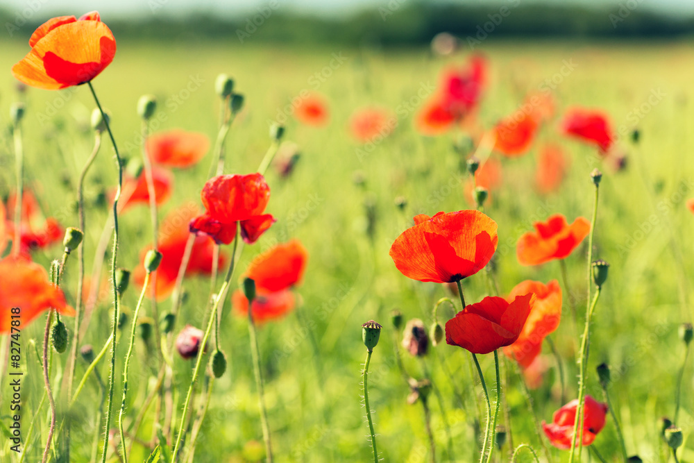 Fototapeta premium summer blooming poppy field
