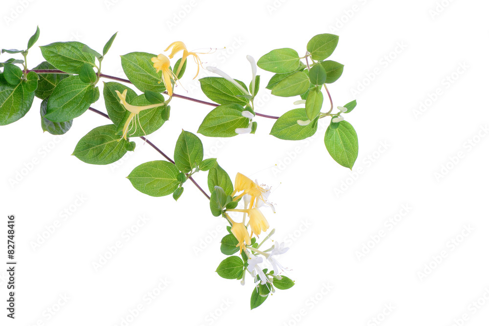 Japanese honeysuckle flowers Japanese honeysuckle flowers