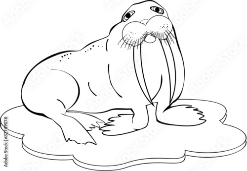 Coloring with walrus
