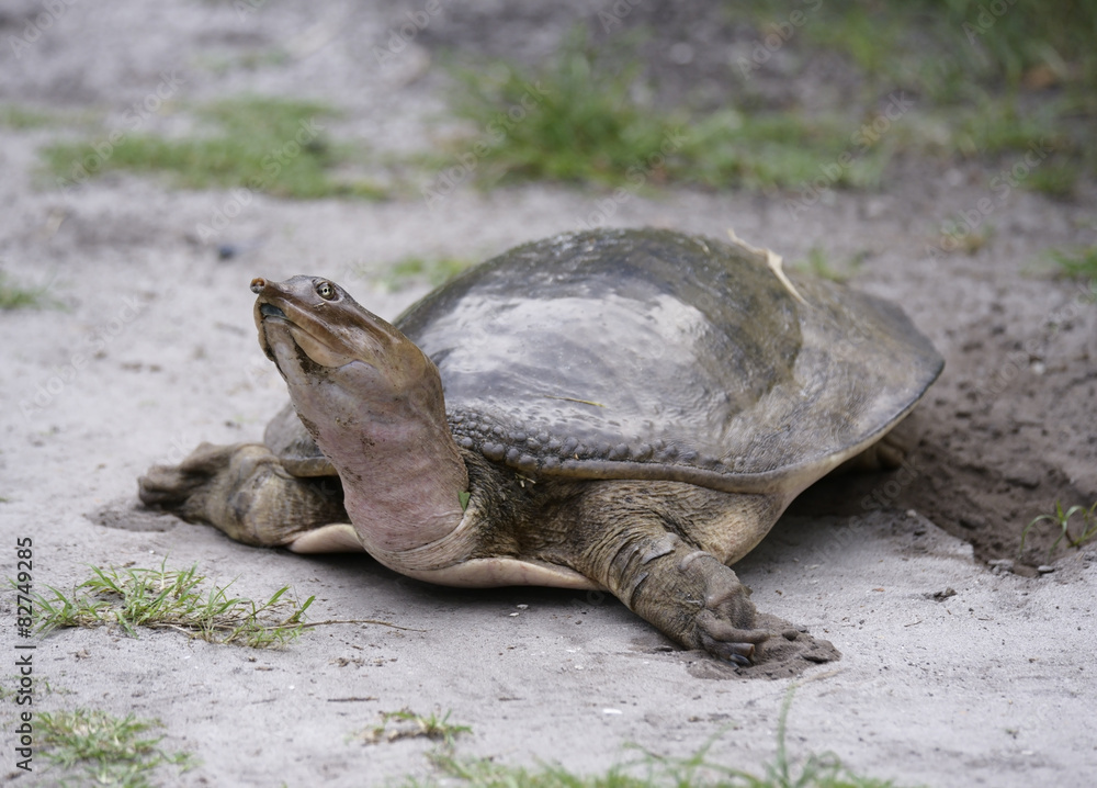 Naklejka premium Softshell Turtle