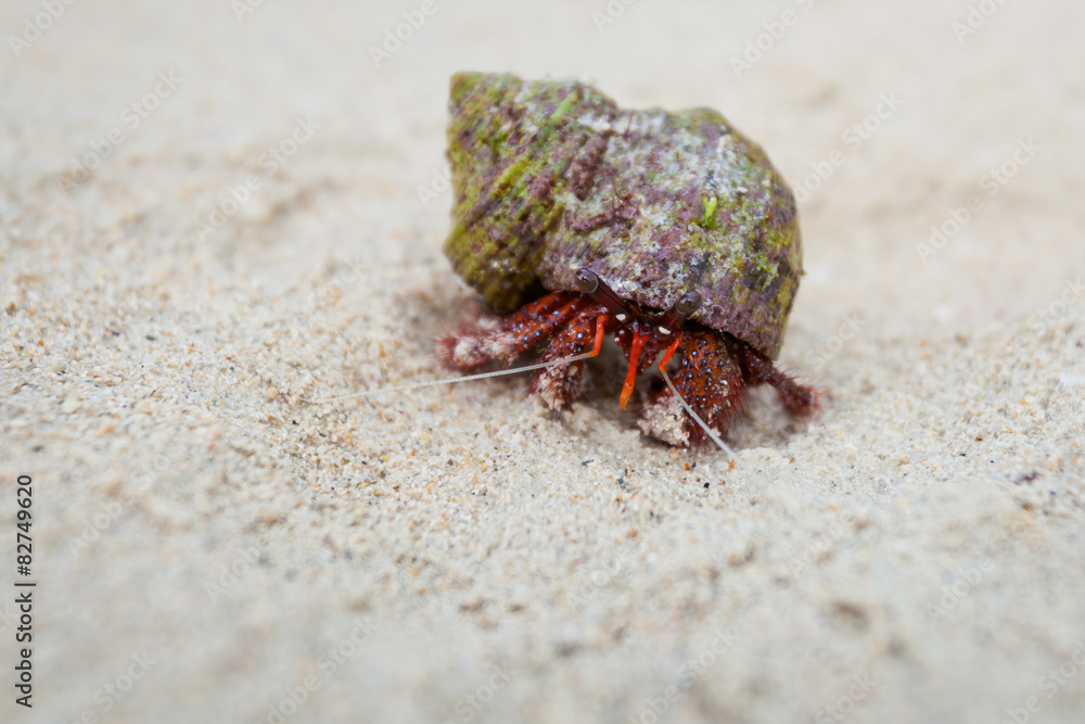 Beautiful red crab on beach