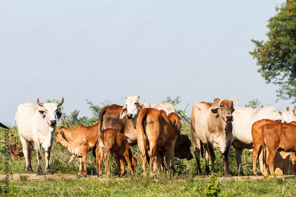 Cow Cow