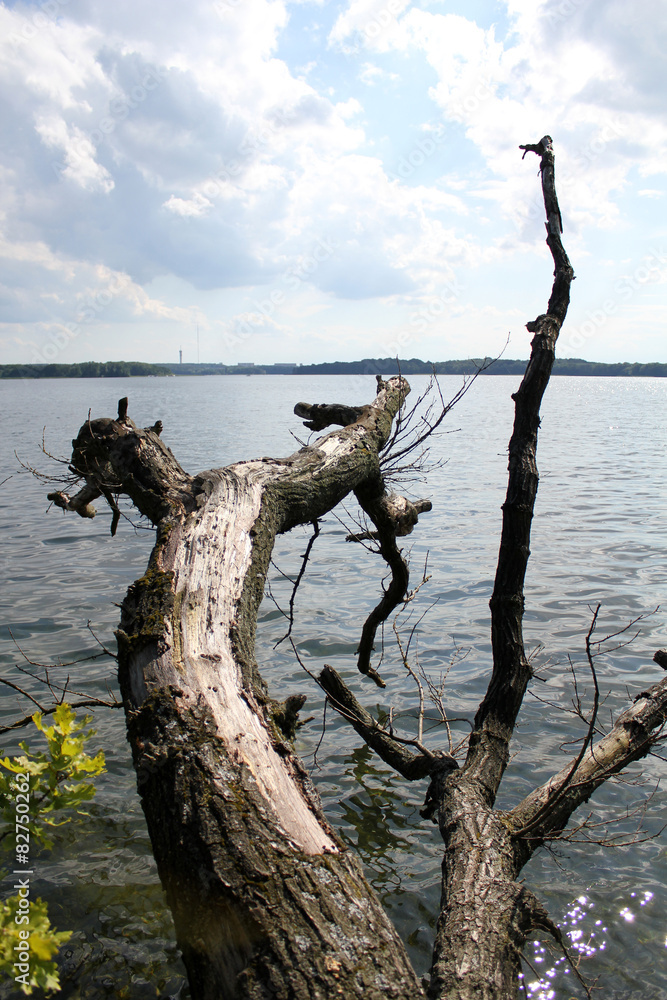 Baum Ast im See