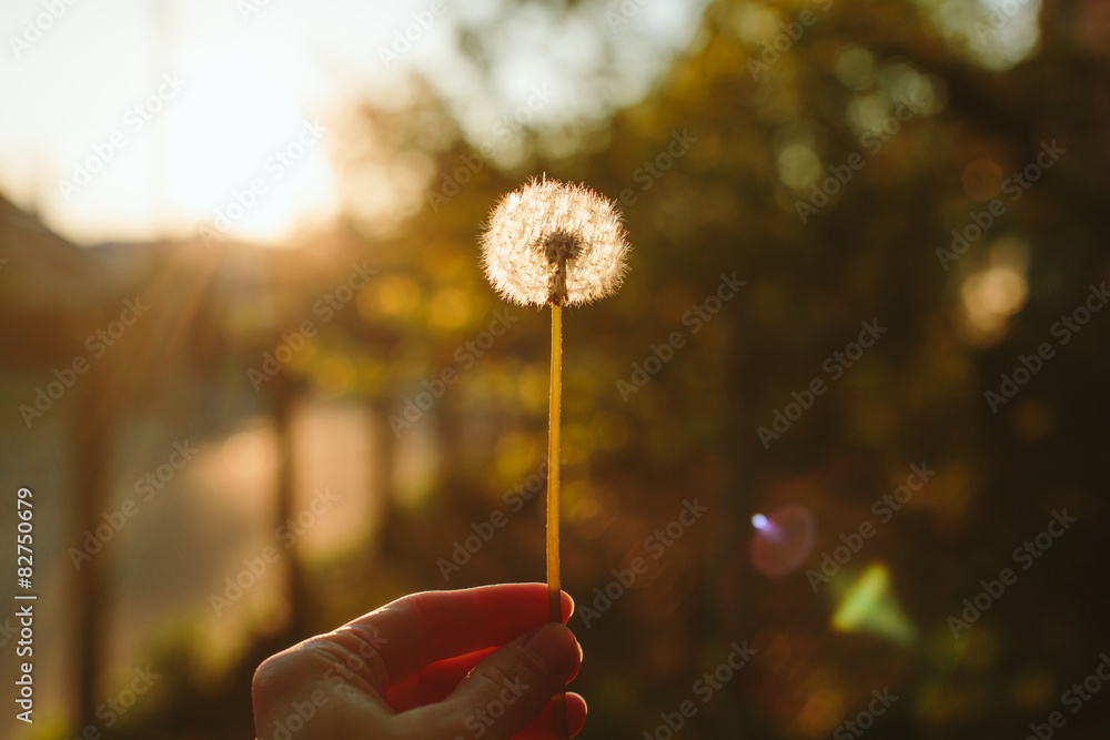 Obraz premium Sunset dandelion in the hand