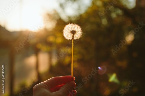 Sunset dandelion in the hand