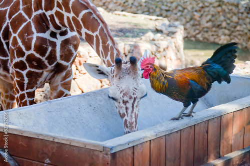 Rooster and giraffe drinking together