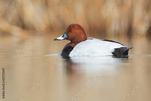 Common pochard photo