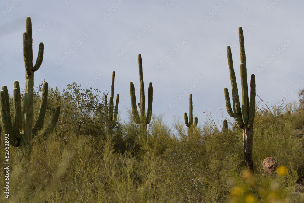 Saguaro cactus