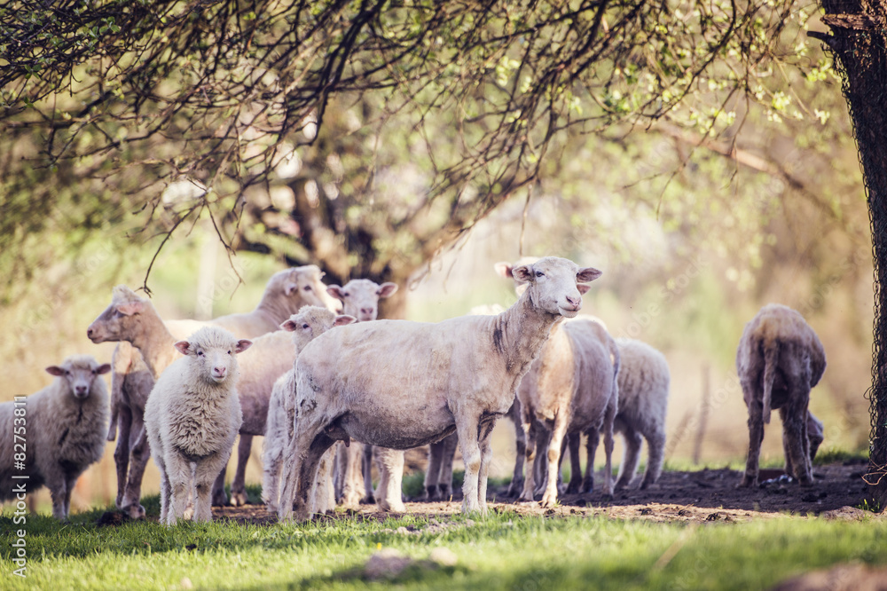 Flock of sheep outside in summer nature Flock of sheep outside in summer nature