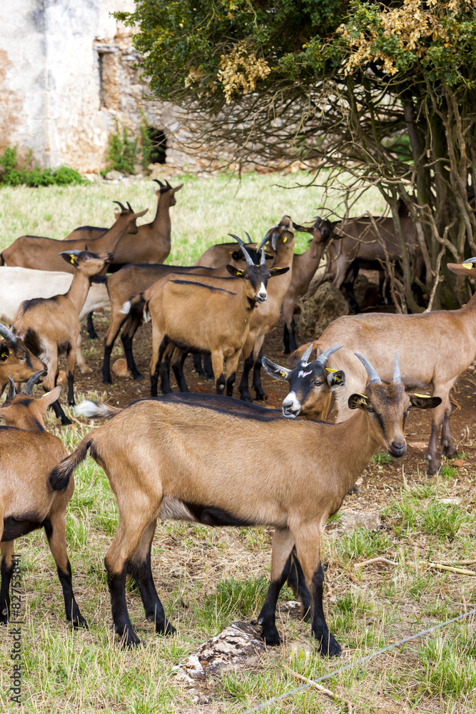 herd of goats, Aveyron, Midi Pyrenees, France herd of goats, Aveyron, Midi Pyrenees, France