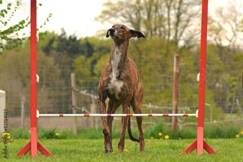Galgo verweigert Sprung über Hürde