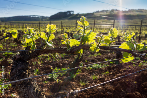 cep de vignes photo