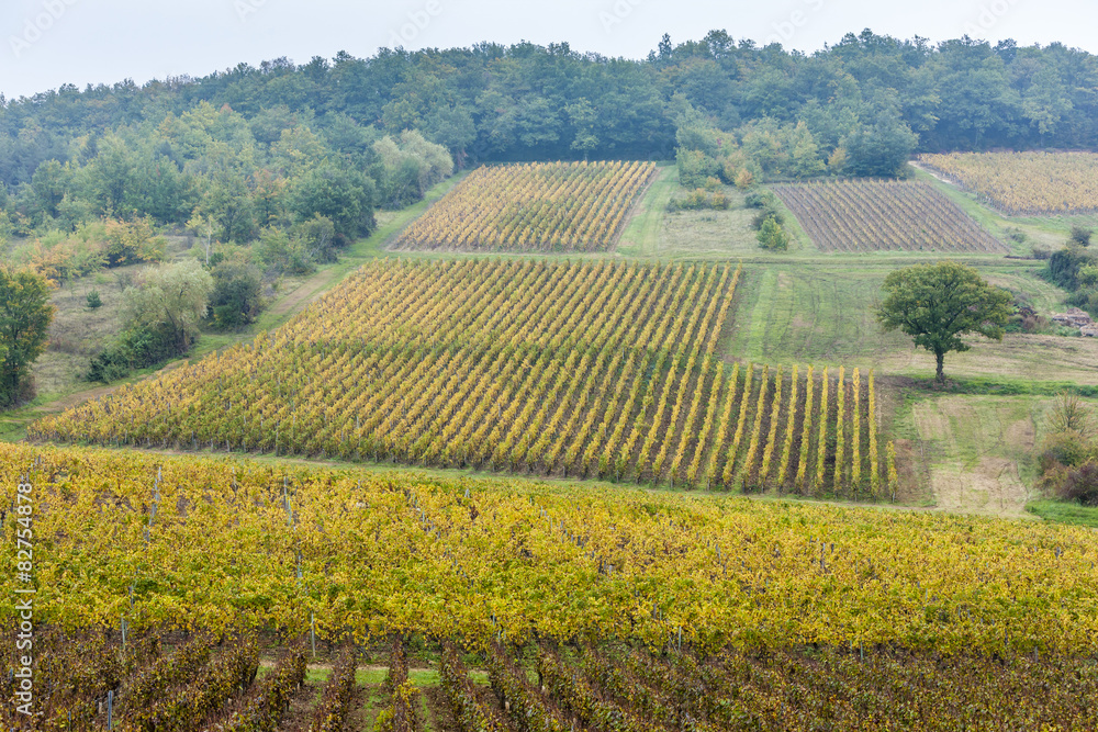 autumnal vineyards, Burgundy, France