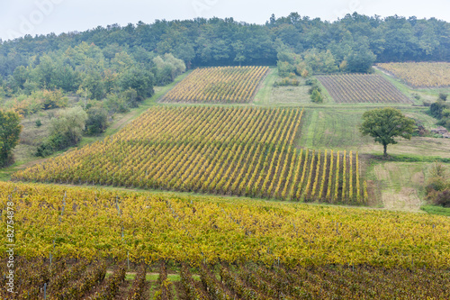 autumnal vineyards  Burgundy  France