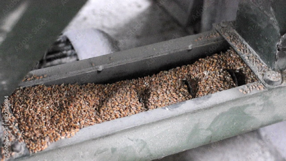 Processing Grain in Granary Processing Grain in Granary