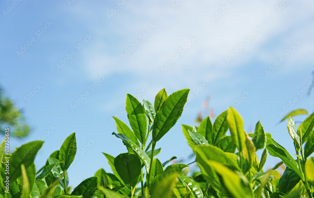 お茶の若葉 お茶の若葉