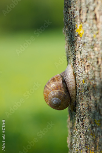 snail in the garden on a tree