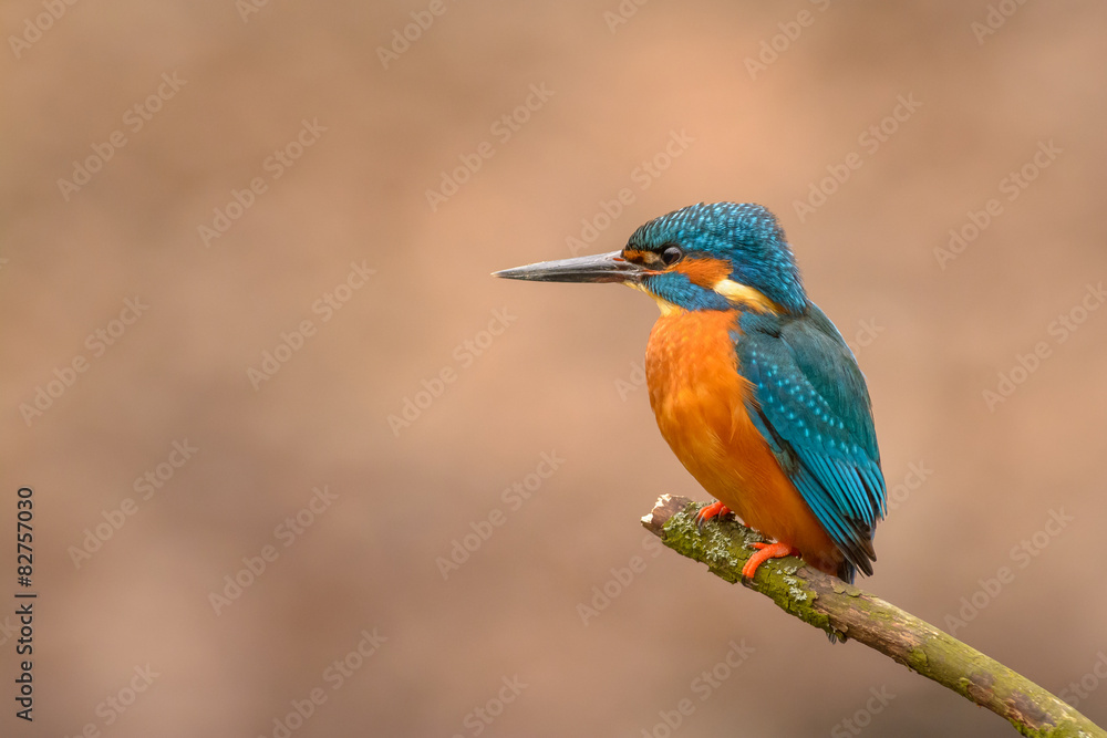 Fototapeta premium Common Kingfisher (Alcedo atthis) perching on a branch.