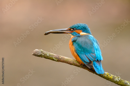 Common Kingfisher perching on a branch with a fish.